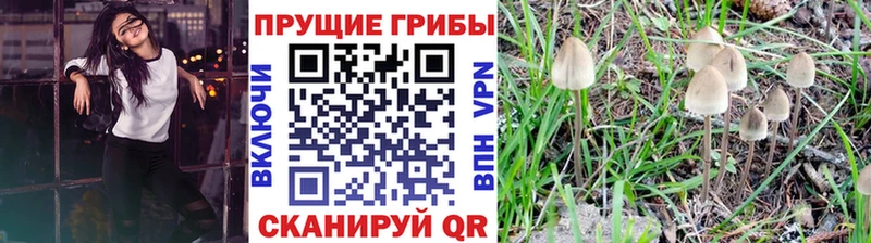 купить закладку  Каменск-Шахтинский  Псилоцибиновые грибы мицелий 